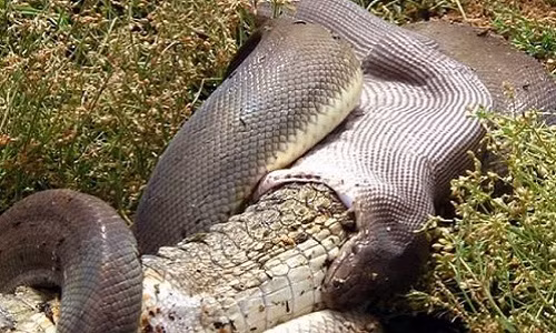 Điểm lạ nữa là rắn có răng nhưng lại nuốt con mồi chứ không nhai. Các nghiên cứu cho thấy, phần lớn rắn có răng, với hai hàng ở hàm trên và hai hàng ở hàm dưới.