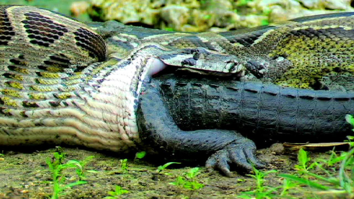 Sau khi nuốt trọn con mồi, rắn đẩy thức ăn dọc theo đường tiêu hóa. Chất dịch ở dạ dày giúp rắn phân hủy các mô.