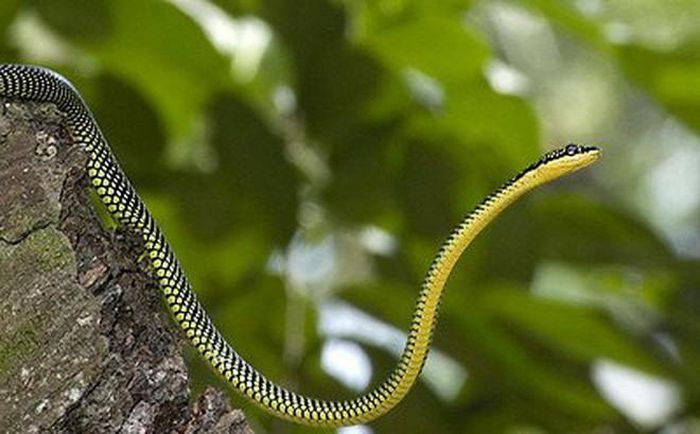 Một điểm lạ ít người biết đấy là rắn có khả năng "bay" xa đến 15m. Khi muốn di chuyển từ một cây này sang cây khác, rắn sẽ bay qua đó mà không cần bò xuống dưới. Nói chính xác hơn là nó "trượt" trong không khí.