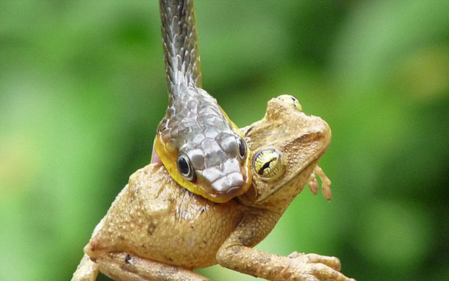 Tuy nhiên, do không có tứ chi, nên rắn không thể giữ cố định thức ăn hoặc đẩy thức ăn xuống thực quản vì vậy chúng buộc phải nuốt chửng toàn bộ con mồi.