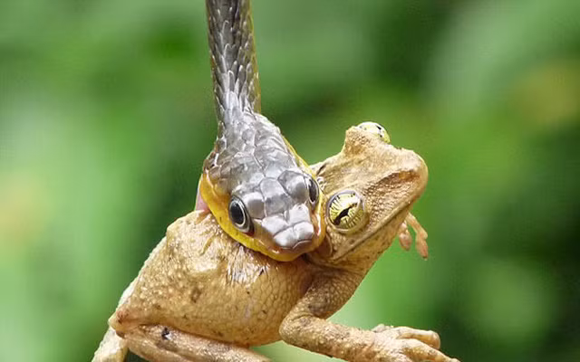 Tuy nhiên, do không có tứ chi, nên rắn không thể giữ cố định thức ăn hoặc đẩy thức ăn xuống thực quản vì vậy chúng buộc phải nuốt chửng toàn bộ con mồi.