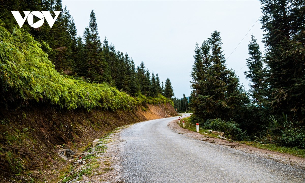 Rừng thông ven đường đẹp không kém những rừng thông châu Âu tại Yên Minh.