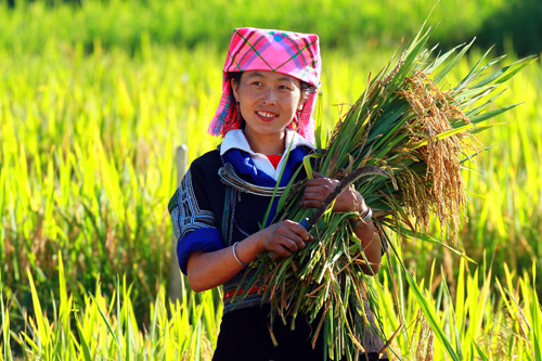 Chiếm 90% dân số toàn huyện Mù Cang Chải là người Mông với 4 nhóm: Mông Trắng, Mông Đen, Mông Hoa và Mông Đỏ. Họ cư trú ở những sườn núi cao từ 800 đến 1.700m với những nét văn hóa đậm đà truyền thống, đặc sắc như múa khèn, tắm lá thuốc theo cách cách cổ truyền của người Thái…