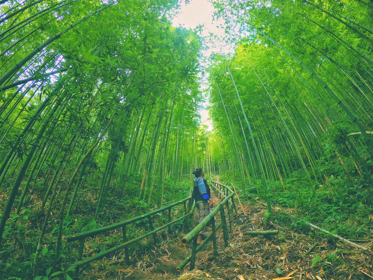 Rừng là thế mạnh của Mù Cang Chải với diện tích 80.000ha, trong đó có 20.293ha rừng già và rừng nguyên sinh, 12.863ha rừng thông, hơn 2.000ha rừng sơn tra, ngoài ra mận, các loại dược liệu quý như: đẳng sâm, hà thủ ô, sa nhân…