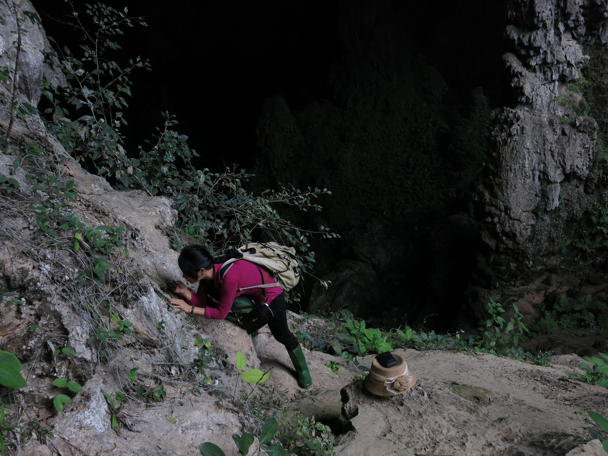 Nha khoa hoc nu tham lang kham pha loai cay “nho nhung co vo'