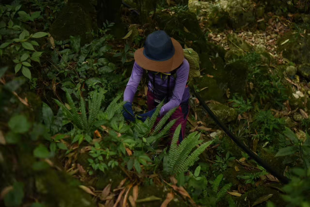 Nha khoa hoc nu tham lang kham pha loai cay “nho nhung co vo'-Hinh-3