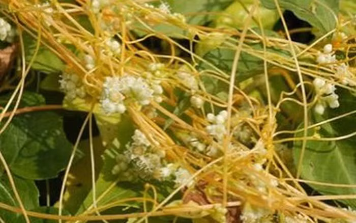 Quai dan bai thuoc chua khoi benh “kho noi” cua vua Tran Du Tong-Hinh-10