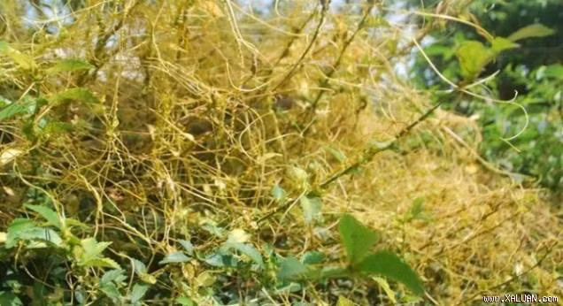 Quai dan bai thuoc chua khoi benh “kho noi” cua vua Tran Du Tong-Hinh-9