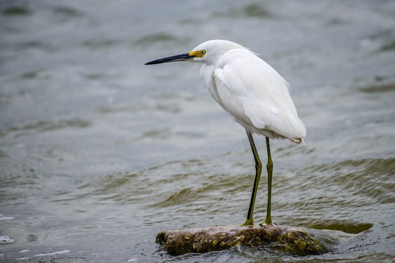 Thấm thía nỗi vất vả, gian lao của vợ, Trần Tế Xương đã mượn hình ảnh con cò trong ca dao để nói về bà Tú: "Lặn lội thân cò nơi quãng vắng". 
