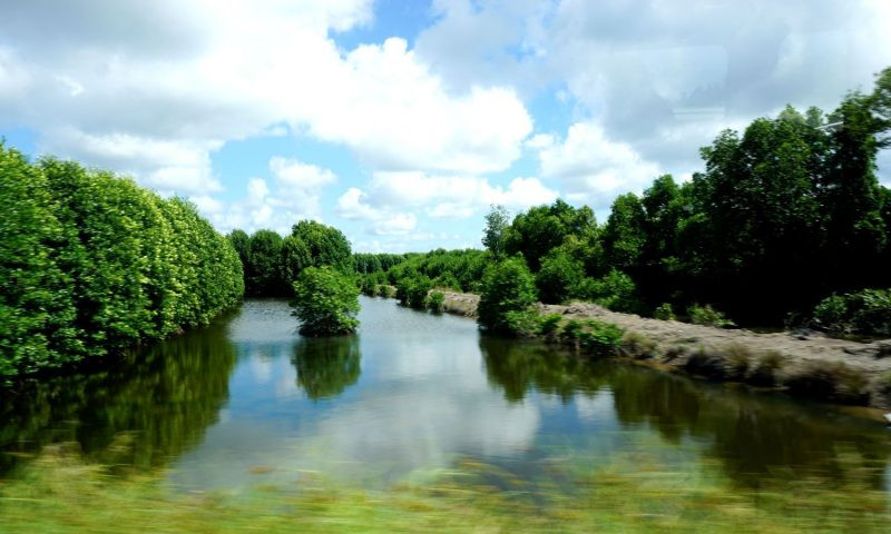 Không những vậy Đất rừng Phương Nam còn được coi là chuẩn mực khi nói về người dân Nam Bộ. Bằng tài năng, Đoàn Giỏi không chỉ tái hiện lại cảnh sắc thiên nhiên Nam Bộ mà còn phản ánh rõ nét những nét đặc trưng về văn hóa con người Nam Bộ.