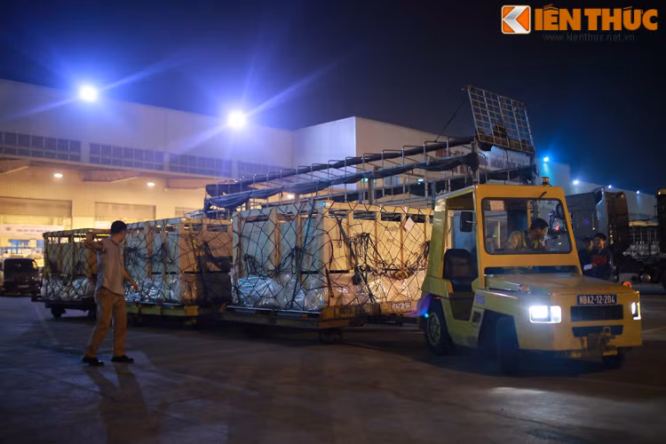 Sau khi máy bay hạ cánh, những con bò sữa được chuyển vào trong các thùng gốc được bọc lưới, dây bảo vệ. Các xe chuyên dụng sẽ chuyển những thùng gỗ này tới sân ga hàng hóa xuất để tập kết, điểm lại số lượng bò và đưa về trang trại Vinamilk ở Thanh Hóa.