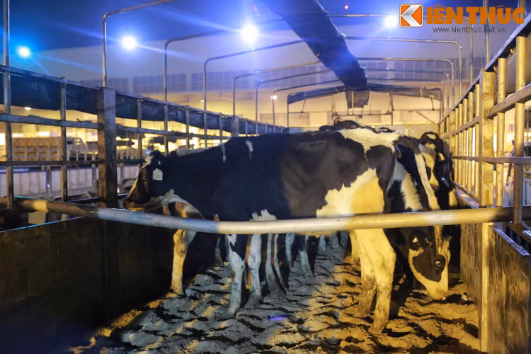 Trang trại Như Thanh, Thanh Hóa có tổng vốn đầu tư gần 250 tỷ đồng, công suất 3000 con bò vắt sữa. Tại đây bò sẽ được sự chăm sóc, nuôi dưỡng trực tiếp theo sự hướng dẫn của chuyên gia nước ngoài do nhà cung cấp hỗ trợ.