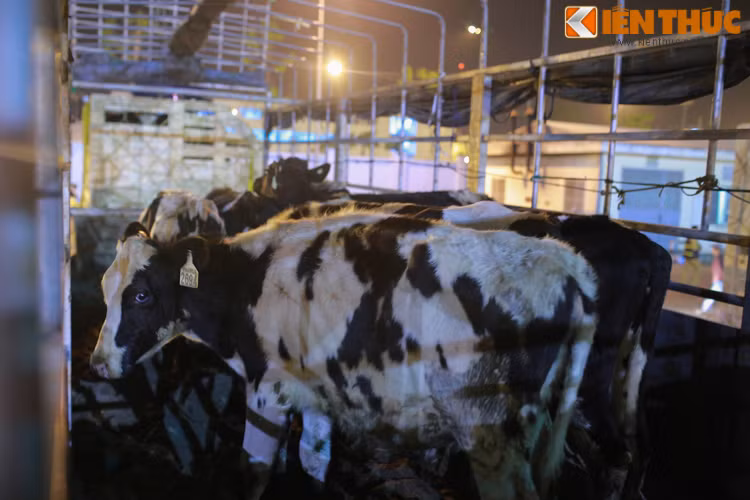 Ngoài ra, các tiêu chuẩn về sức khỏe (thể trạng, dáng đi, hành vi và quan sát đi lại gặm cỏ trên đồng, mắt tinh anh, mũi ẩm ướt), gia phả và khả năng sản xuất của con mẹ và tiềm năng di truyền của tinh bò cha.. cũng được các chuyên gia tuyển chọn quan tâm hàng đầu.