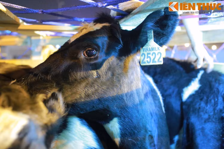 Sau đó, các chuyên gia của Công ty Vinamilk phối hợp với các chuyên gia Australia tuyển chọn chính thức để lựa ra 400 con đạt tiêu chuẩn về ngoại hình (hình dạng tổng quát đúng chuẩn bò giống HF, trọng lượng, chân móng, màu sắc da lông, hệ thống chân, khung xương…).