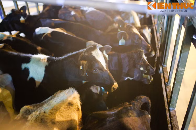 Trước khi lên đường ngay trong đêm để về trại Vinamilk, các "cô bò" được kiểm lại thông qua mã số đính trên tai từng con. Sau đó, chúng được chuyển lên các thùng xe tải được trải cát dưới nền, đảm bảo không bị chật chội, chèn ép trong khi vận chuyển.