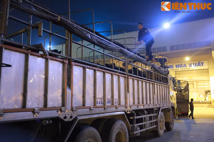 Các công nhân kiểm tra thùng xe, số lượng bò lần cuối trước khi xe tải khởi hành về Thanh Hóa.