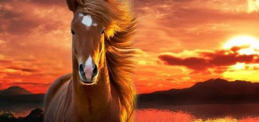 Trong năm Tân Sửu này này, người tuổi Ngọ chính là được thượng đế chiếu cố hết mực, từ sự nghiệp, tài vận đến cuộc sống tinh thần hằng ngày đều thuận lợi suôn sẻ. 