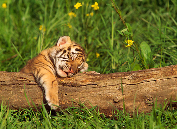 Đặc biệt trong thứ 7 ngày 13/11/2021, hung vận khá lớn, vậy nên những hạng mục đầu tư, giao dịch tiền bạc trong ngày này đều cần được kiểm tra và tính toàn thận trọng để tránh rủi ro.