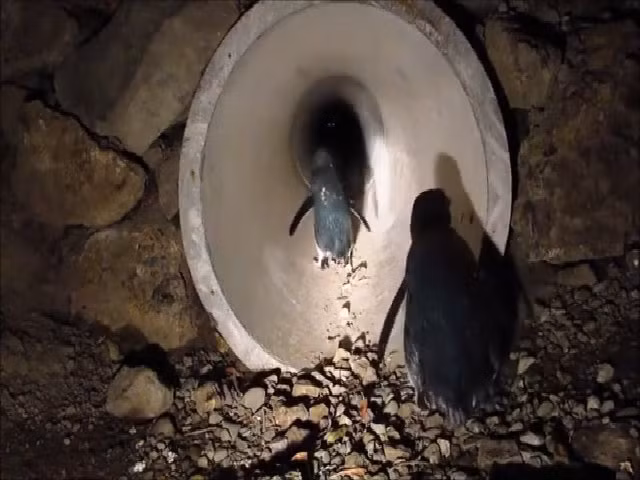 Hầm chui dành cho chim cánh cụt xanh ở New Zealand.