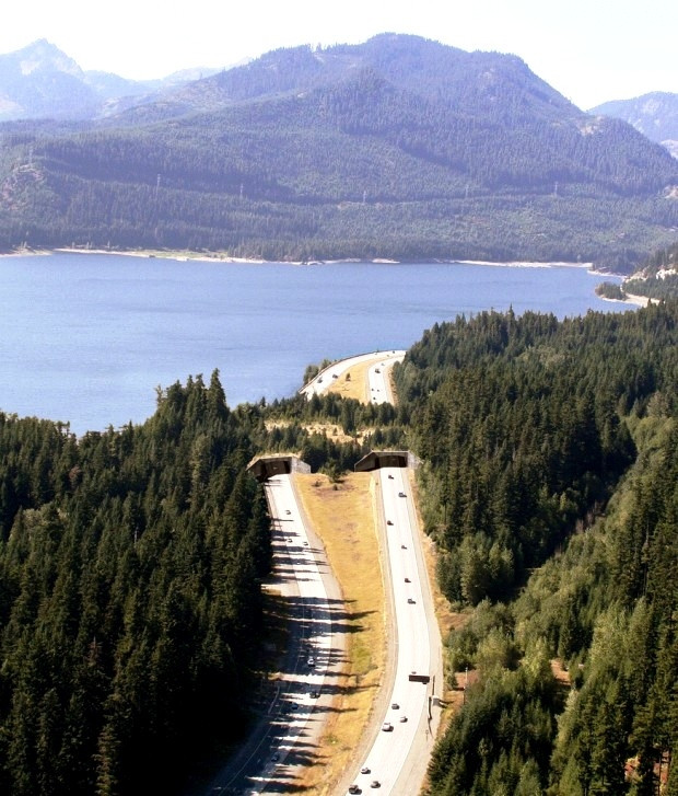 Cầu vượt Wildlife gần hồ Keechelus, Washington, Mỹ.