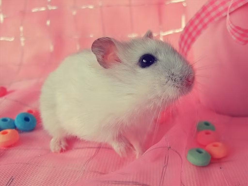  Tuổi Tý: Người tuổi Chuột thực tế không có nhiều lý tưởng trong cuộc sống. Nhưng điều này không có nghĩa là họ không có tài.