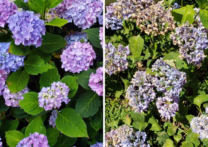 8. Vườn hoa cẩm tú cầu gục ngã trước cái nóng