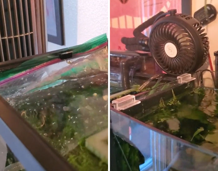 11. Một cảnh quen thuộc với anh em chơi thủy sinh mùa nóng: quạt và nước đá