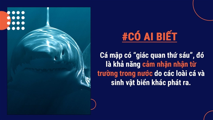 Các lỗ chân lông trên đầu của cá mập có tên gọi "ống tiêm Lorenzini", là một nhóm các tế bào cảm giác có thể phát hiện các từ trường yếu do sinh vật sống phát ra, chẳng hạn như tim đập hoặc cử động cơ của các động vật đang ẩn náu.