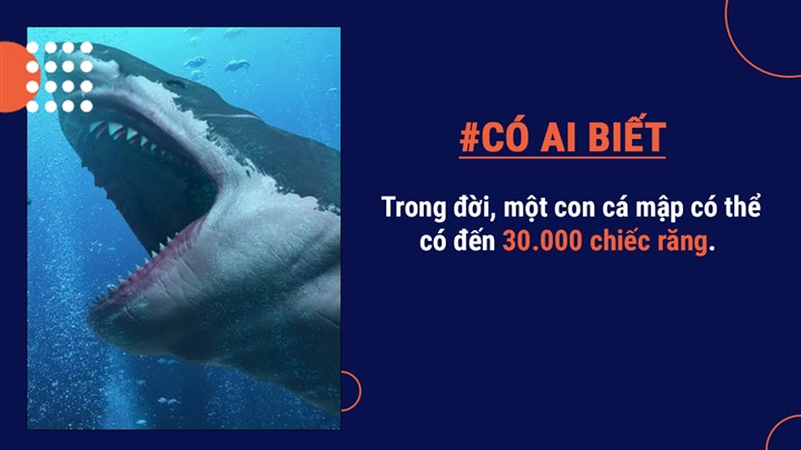 Những chiếc răng của chúng không mất đi do sâu răng mà thường mắc kẹt trên con mồi.