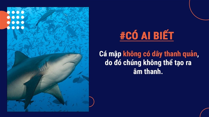 Chính vì vậy, cá mập giao tiếp với nhau thông qua ngôn ngữ cơ thể.