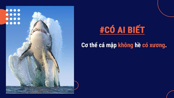 Cá mập được tạo thành bằng các mô có tính đàn hồi được gọi là sụn.