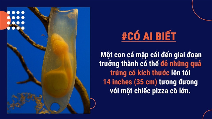 Phần lớn người ta thường nghĩ rằng cá mập đẻ con nhưng thực ra chúng đẻ trứng. Trứng được nuôi dưỡng trong cơ thể mẹ cho tới khi nở.