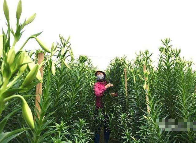 Tat bat thu tien nho 