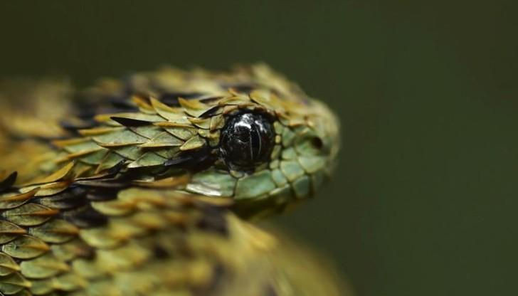 So với những con giáp khác, tuổi Tỵ là những người chịu xông pha, sẵn sàng đối mặt với khó khăn thử thách để tìm kiếm con đường thăng hoa cho bản thân mình.