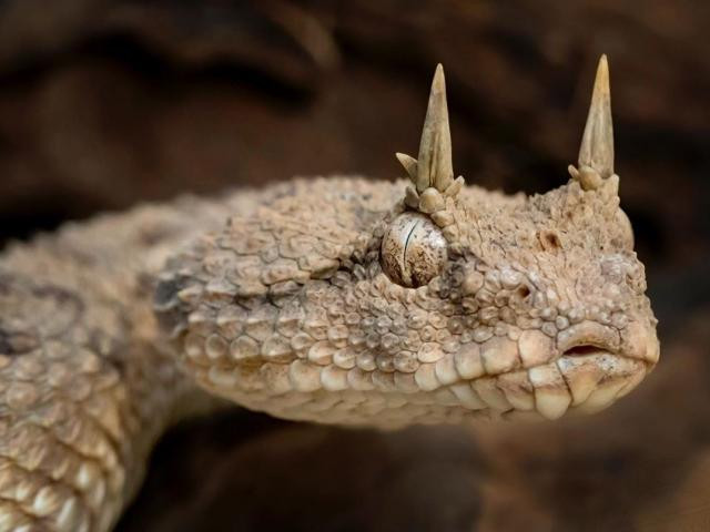 Bước sáng tháng 12 dương lịch cuộc sống tuổi Tỵ có nhiều chuyển biến tích cực, từ sự nghiệp, tài vận đến đời sống tình cảm cũng được cải thiện đáng kể. Thời gian này mọi xui xẻo sẽ qua đi, khó khăn mấy cũng giải quyết được, thậm chí còn tìm được cơ hội đổi đời. Nhìn chung, bước qua năm Tân Sửu, cuộc sống tuổi Tỵ sẽ có nhiều khởi sắc đáng mong chờ. (*)Thông tin chỉ mang tính tham khảo, chiêm nghiệm.