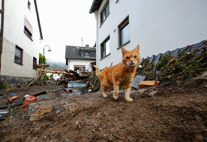 Con mèo đi bên cạnh đống rác do nước lũ cuốn đến sau trận mưa lớn ở Schulda, Đức. Ảnh: Reuters