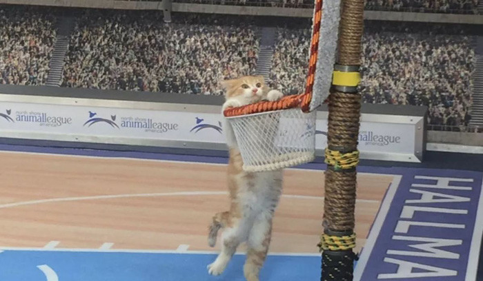 Con mèo treo mình lên lưới bóng rổ giả, được dựng cho chương trình truyền hình Meow Madness của kênh Hallmark. Ảnh: AP