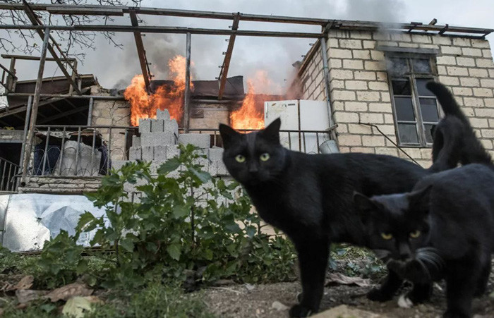 Những con mèo gần ngôi nhà đang bốc cháy ở làng Karegakh ở Nagorno-Karabakh. Ảnh: Sputnik