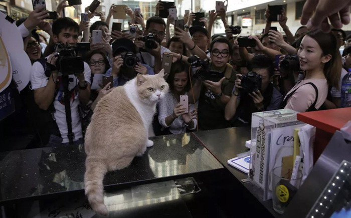 Các nhiếp ảnh gia và người hâm mộ chụp ảnh chú mèo nổi tiếng Brother Cream ở Hong Kong, Trung Quốc. Ảnh: AP