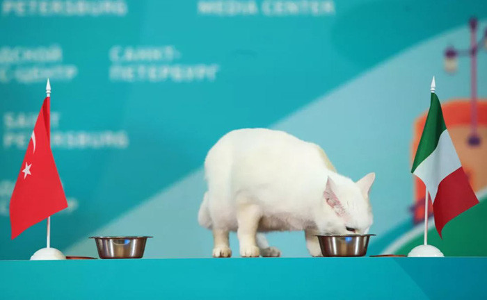 Chú mèo tiên tri Achilles của Bảo tàng Hermitage (Nga) dự đoán chiến thắng của ĐTQG Italia tại EURO 2020. Ảnh: Sputnik