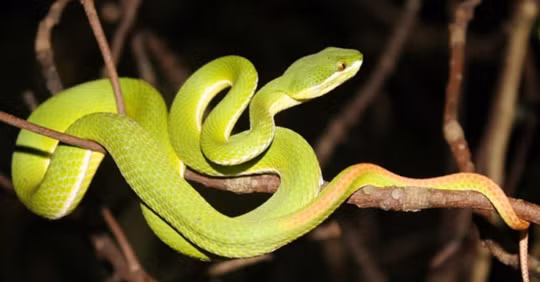 Đặc biệt, vận quý nhân trong nửa cuối năm 2021 giúp tuổi Tỵ đón nhận rất nhiều tin tức tốt về đầu tư, tiền lời “như thác lũ” rơi vào túi con giáp này.