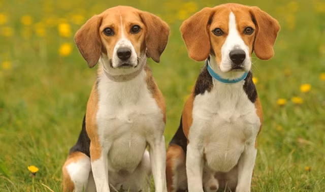 Họ có xu hướng đoàn kết gia đình và hiếu thảo hơn với cha mẹ, điều này tưởng chừng rất phổ biến nhưng thực tế lại có thể mở ra nhiều khả năng cho họ và cũng cho họ ngày càng ngày càng sung túc, trong năm này gia đình họ sẽ trải qua một sự thay đổi lớn, thay đổi cơ bản nhất là chuyển từ nghèo sang giàu.