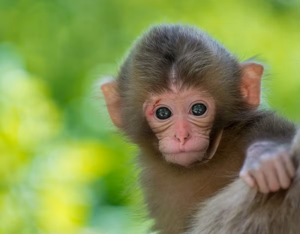 Không chỉ gặp may mắn trong cuộc sống, người tuổi Thân còn vượng về đường tình duyên. Nữ tuổi Thân sau khi kết hôn sẽ được chồng yêu thương và ủng hộ hết mình để họ có thể phấn đấu cho sự nghiệp. 