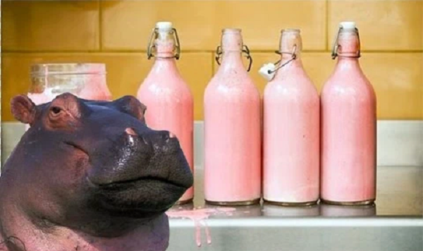 Mặc dù kiếm ăn ở trên bờ nhưng hà mã vốn là loài sông nước, không có nước thì không thể sống nổi. Chúng cần một nguồn nước ổn định, là sông hoặc hồ có độ sâu tối thiểu 1,5m.