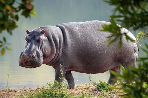  Hà mã (Hippopotamus amphibius) là loài động vật có vú ăn cỏ kích thước lớn sống ở Châu Phi cận Sahara.