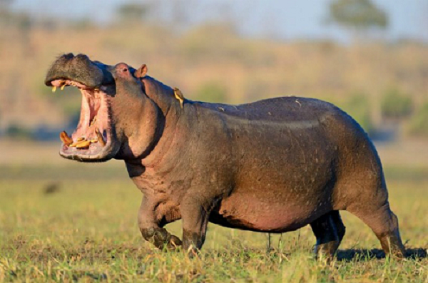 Những con hà mã không có tuyến mồ hôi nên chúng dành phần lớn thời gian ở dưới nước và đây là cách là duy nhất để chúng không bị quá nóng.