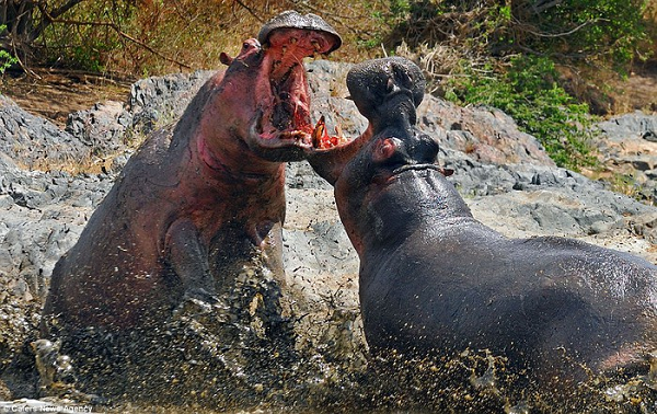 Hà mã là loài "đa thê". Mỗi con đực đều nỗ lực xây dựng một "hậu cung" đông đảo cho riêng mình. Nếu đủ hùng mạnh, một "vua hà mã" có thể sở hữu "cung a phòng" những 200 "thê thiếp".
