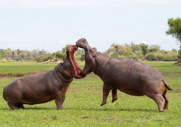Ban đầu, chất dịch này cũng không có màu đỏ mà trong suốt. Chỉ khi đã ở ngoài da được vài phút, nó mới bắt đầu chuyển sang màu đỏ hoặc cam, cuối cùng thành màu nâu.