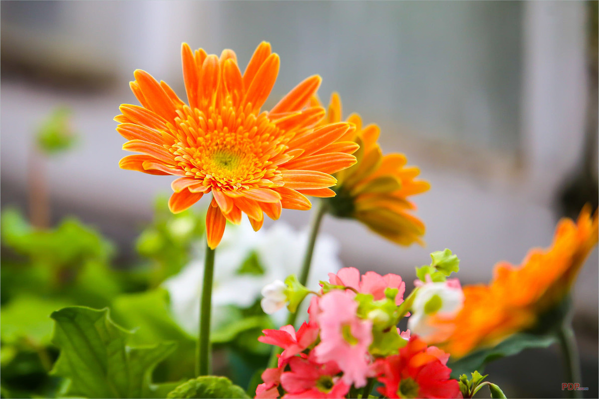 Sinh ngày 5 Âm lịch: Cuộc sống sung túc. Theo bói ngày sinh Âm lịch, số phận của những người sinh ngày 5 Âm lịch luôn đi kèm với những điều bất ngờ. Họ thường thực hiện được lý tưởng của mình nhờ vào sự nỗ lực của bản thân.