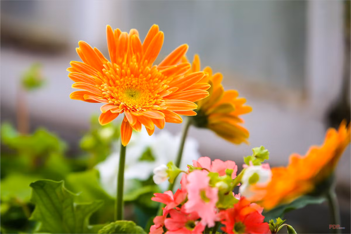 Sinh ngày 5 Âm lịch: Cuộc sống sung túc. Theo bói ngày sinh Âm lịch, số phận của những người sinh ngày 5 Âm lịch luôn đi kèm với những điều bất ngờ. Họ thường thực hiện được lý tưởng của mình nhờ vào sự nỗ lực của bản thân.